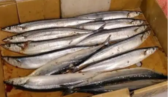 日本北海道扇贝渔获量减少而秋刀鱼捕获颇丰