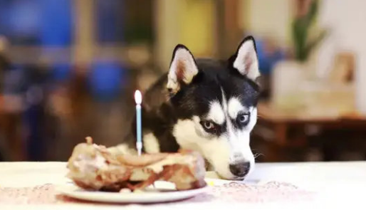 让宠物和人一起吃饭，海底捞拼了