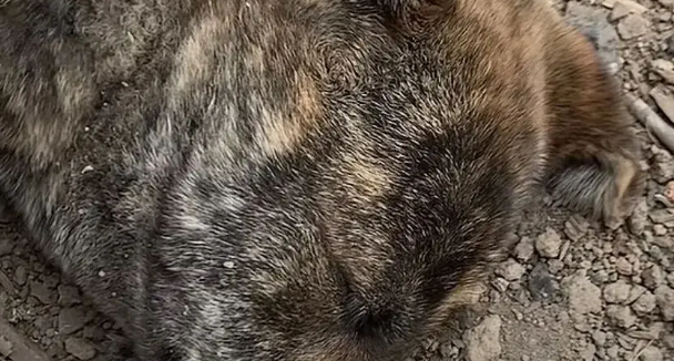 虎斑犬觉得自己快死了挖坑躺了进去，医生却说只是来大姨妈痛经而已