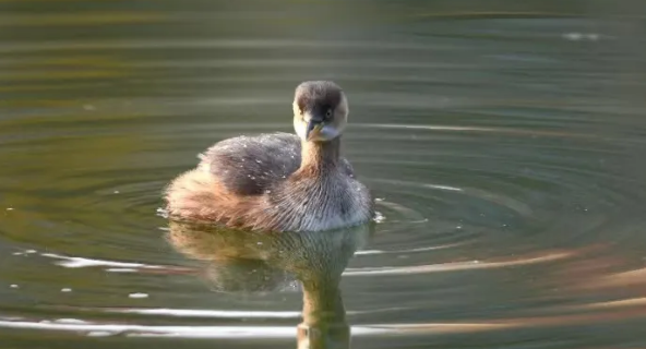 家猫炫耀“战利品”，警民联动救下保护动物小䴙䴘