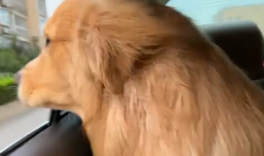 金毛在后座被另一只狗龇牙。金毛:你要是想要靠窗坐你直说