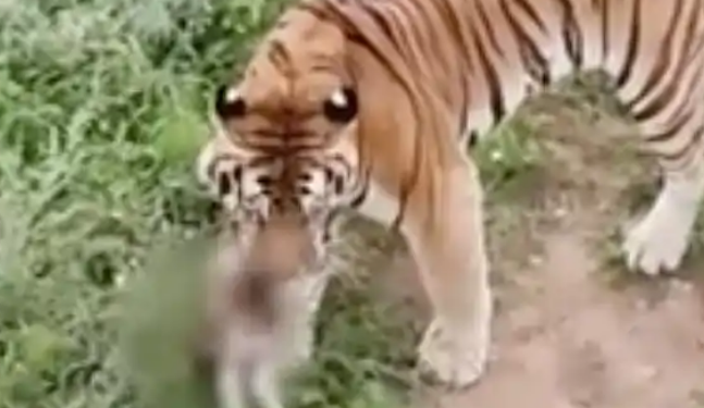 动物园一老虎咬死流浪猫，园方：存在工作失职