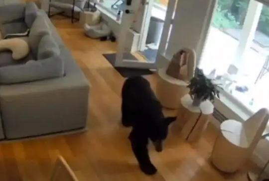 加拿大黑熊闯民宅偷吃狗粮，被博美犬吓到落荒而逃