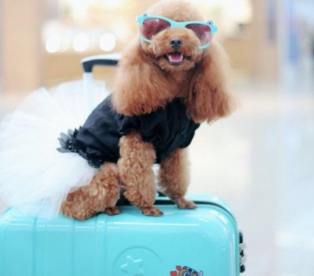 携宠出游成时尚 “人宠和谐”引关注