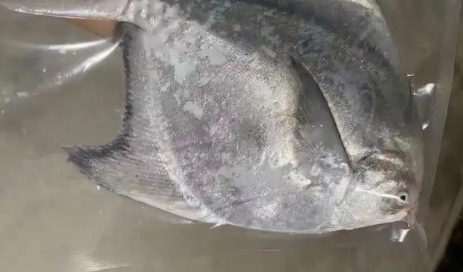 海南女子展示罕见活体斗鲳，有人报价上万！