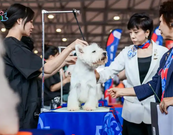 全球新品首发、宠物时尚大秀、夏夜人宠狂欢……今年亚宠展有这些亮点