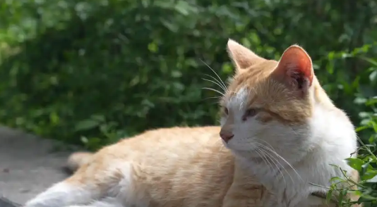 大反转！网传“贵州文昌阁多只小猫被挖眼”系AI编造