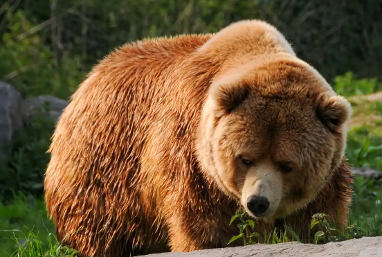熊影笼罩的秋日：日本宠物犬接连殒命，人熊边界早已模糊