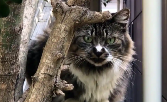 流浪猫因“长得凶”被嫌弃，无奈把小猫主动送给小哥