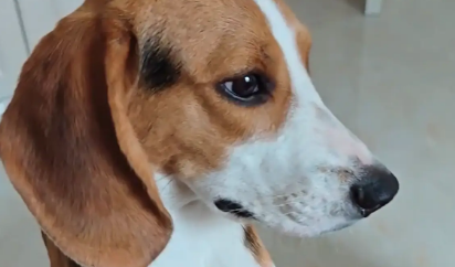 比格犬假哭想让主人带自己出去玩，听到是去上班瞬间不演了