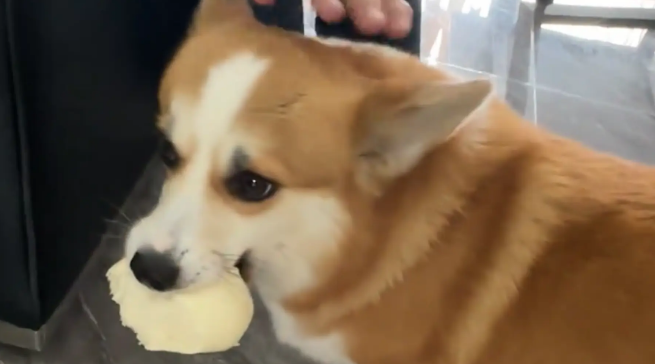 男子假装说吃柯基的馒头，柯基赶忙叼起自己的馒头