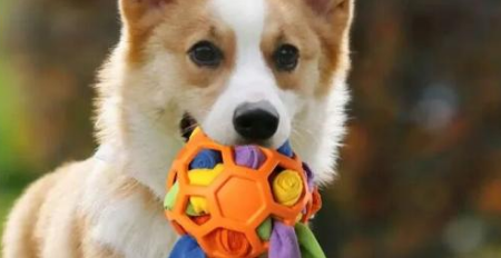 跨界者来了，宠物用品出海又添新战事！