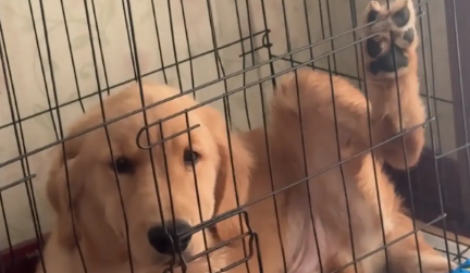 狗子在笼子里翘着个腿，女子走进一看原来是脚卡住了