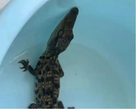 杭州一小区内，有人捡到一条鳄鱼