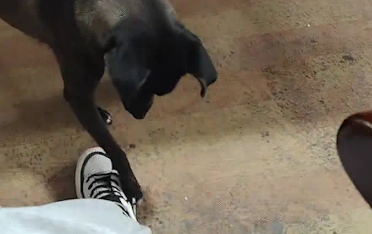 小狗咬主人裤腿，大狗过来小狗立马怂了