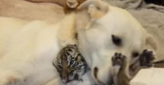 拉布拉多给老虎当妈妈，喂养小虎一个多月，这才是母爱