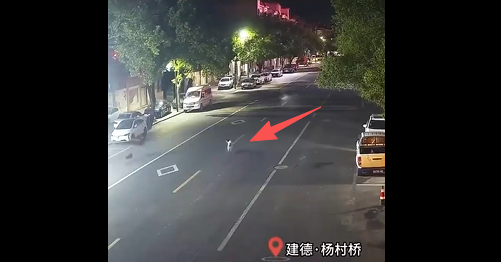 百公斤鸵鸟夜逃闯祸！杭州车主清晨发现爱车引擎盖现大坑