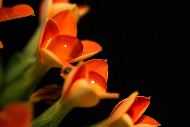 异宠热潮：是年轻人的个性狂欢，还是生态与责任的双重考验？