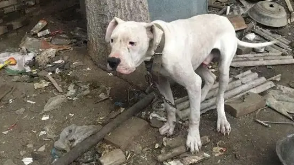 十年老狗被弃家门，原地等一年饿成皮包骨，濒死之际获陌生人救助