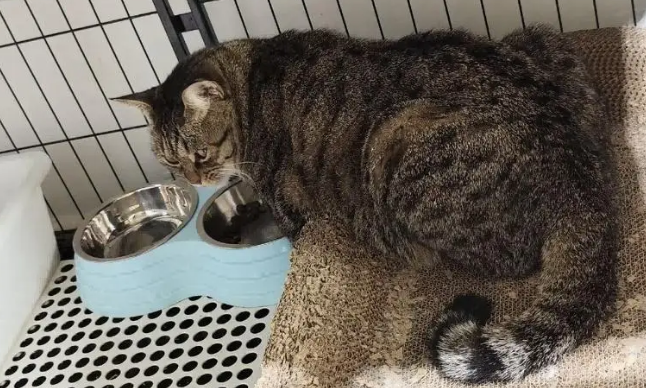 爸爸吐槽猫不会抓老鼠，结果……被猫“报复”