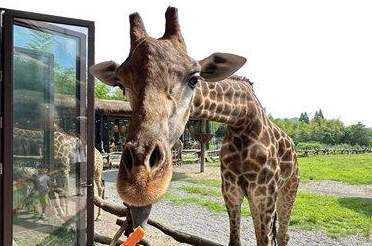 看“小可爱”怎样带火“宠物经济”？