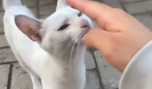 猫咪正跟女子互动呢，突然冲向二哈并给了它一个抱摔