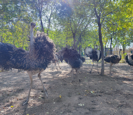 一场鸵鸟买卖的“罗生门”
