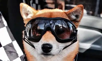 千亿“它经济”，新机遇何在？