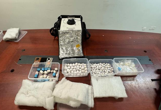 广州海关在下水道里救回的鹦鹉蛋成功孵化出小鹦鹉