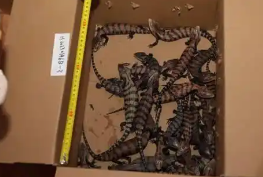 异宠市场繁荣背后的生态与健康威胁与对策