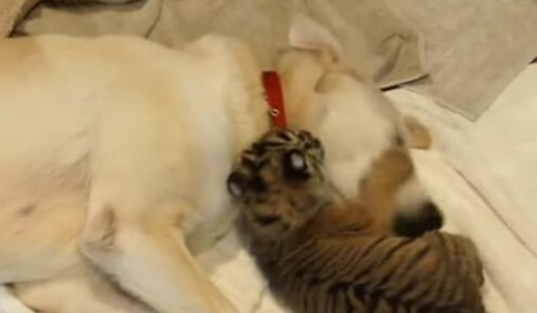 拉布拉多给老虎当妈妈，喂养小虎一个多月，这才是母爱