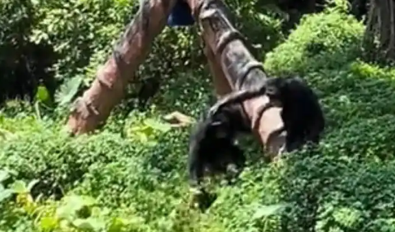 黑猩猩持木棍暴打鸭子，另一只黑猩猩“劝架”