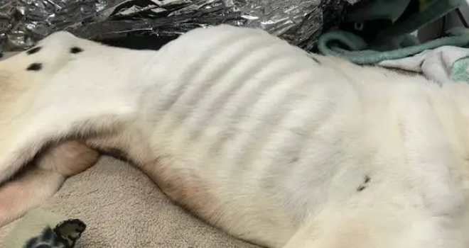 十年老狗被弃家门，原地等一年饿成皮包骨，濒死之际获陌生人救助
