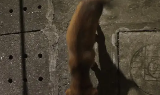 女子家经常喂流浪狗，小狗以为自己是家里的一员了