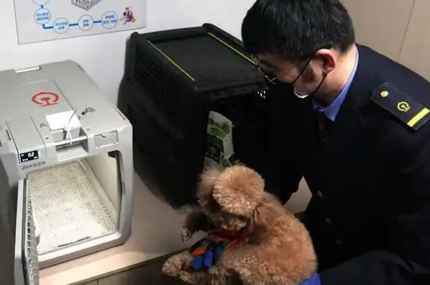 宠物经济的爆发：新趋势与智能体验