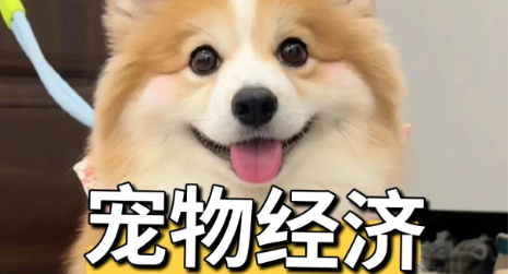 “宠物经济”发展驶入快车道