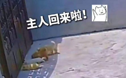 四只小奶狗集体出动有多可爱？网友：狗狗祟祟，可爱到爆！