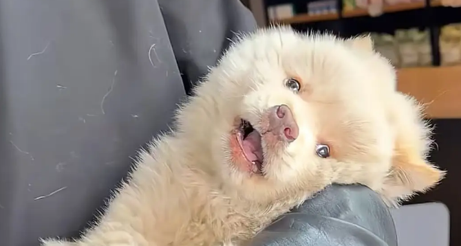 土松犬刚满月就失去妈妈，还就被拔光牙齿打歪头