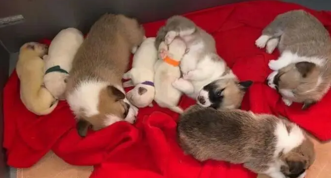 柯基妈妈一窝8个宝，其中4个是小柯基，另外4个是小拉布拉多