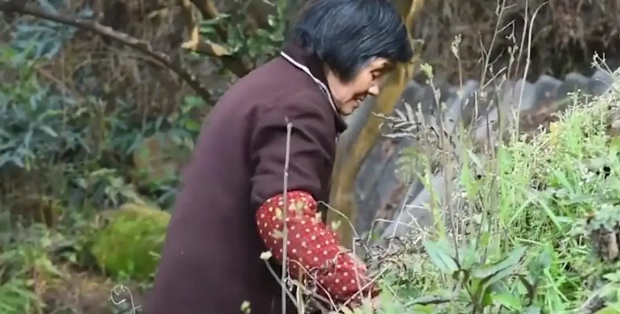 广东老太在山上捡了只小野猫养，养大后人懵了