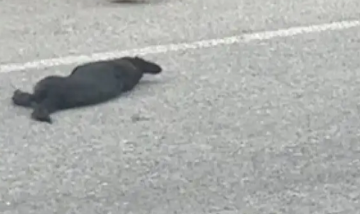 小狗遭遇车祸死去，一群孩子将它转移路边挖坑埋了