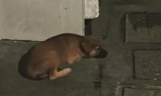 女子家经常喂流浪狗，小狗以为自己是家里的一员了