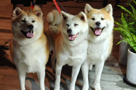 新型消费下的宠物经济：从情感陪伴到万亿市场