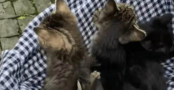 小姐姐捡到了一窝流浪猫，没想到当晚就被猫妈妈找上门，大声质问
