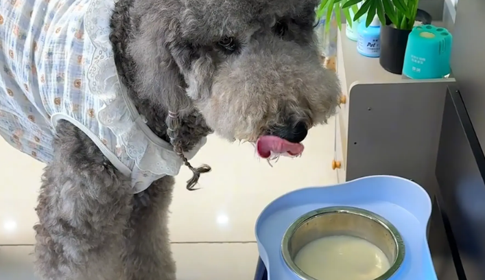 女子这天破天荒早起，发现狗子每天都有鲜奶喝