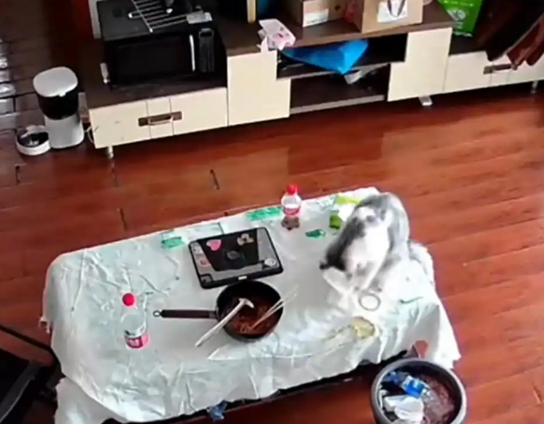 网爆：“3万金镯子被猫推进垃圾桶后扔了”网友笑了