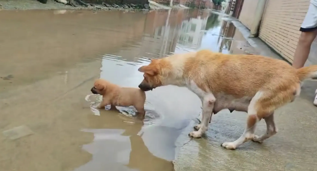 狗妈妈不让小狗玩水，咬住小狗后腿拖回家