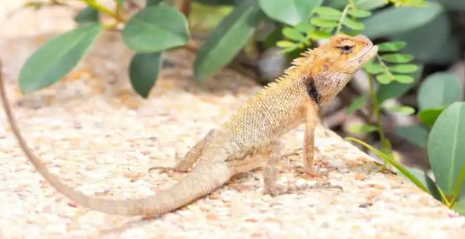 深圳查获大量异宠引发对外来物种入侵的关注与防范