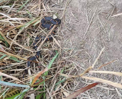 古交一小区出现灰花蛇 多方联手消除安全隐患