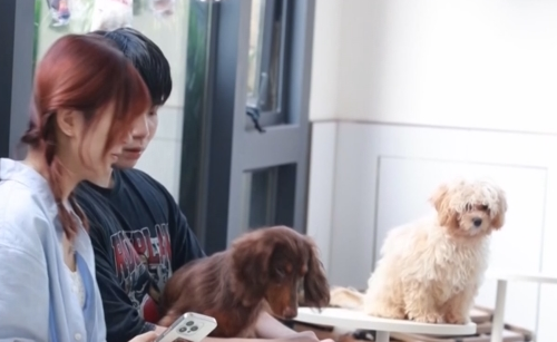 智慧养宠时代来临 科技如何重塑3000亿“它经济”新生态